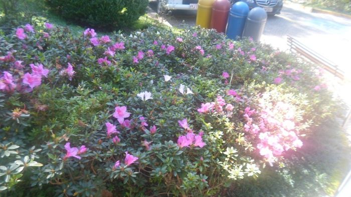 Flores