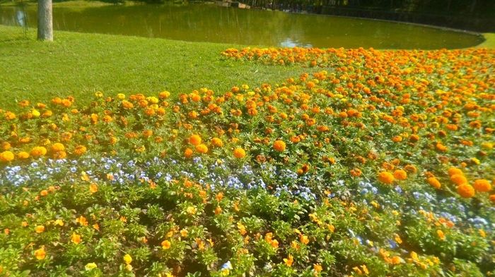 Flores