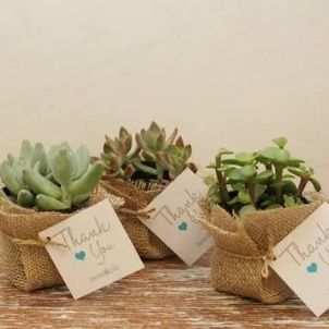 Mini SuCulentas