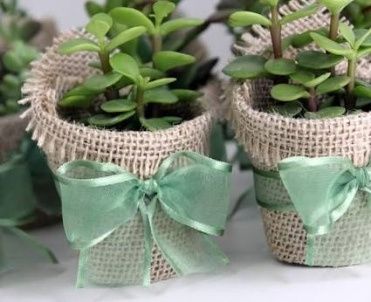 Mini Suculentas