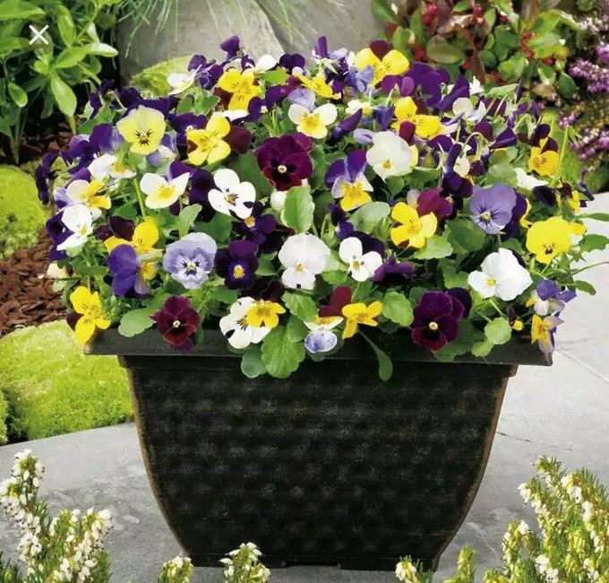 Minhas inspirações de flores - 5