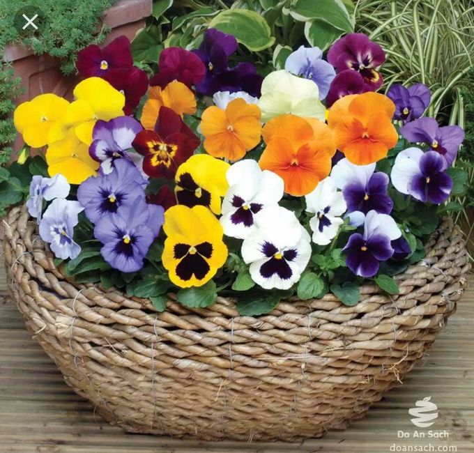 Minhas inspirações de flores - 11