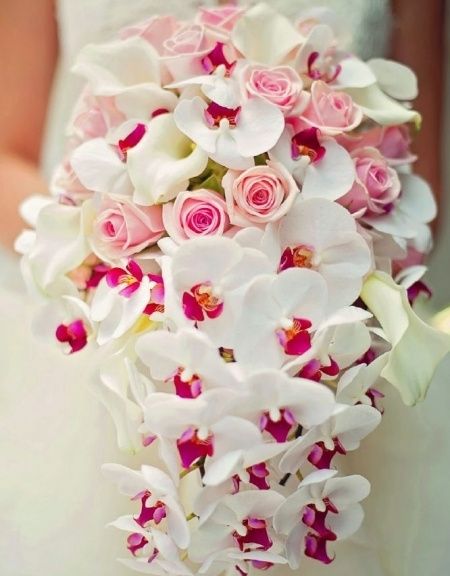 Orquídeas!!