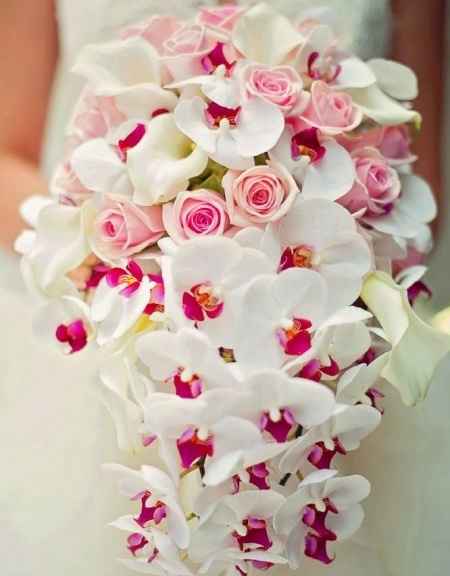 Orquídeas!!