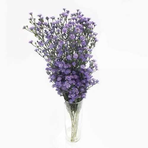 Essa seria uma das flores utilizadas na decoração com lilás: aster lilás