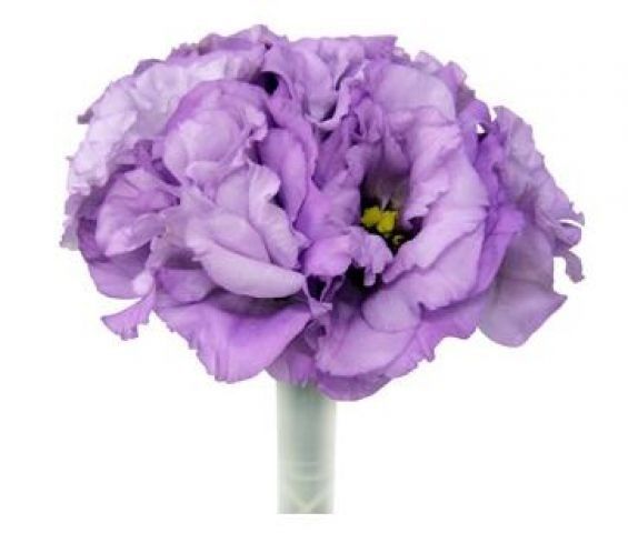 Essa seria uma da flores utilizadas na decoração com lilás, a lisianthus lilás