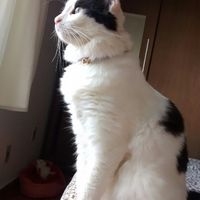 Porta alianças quem ja escolheu? - 1