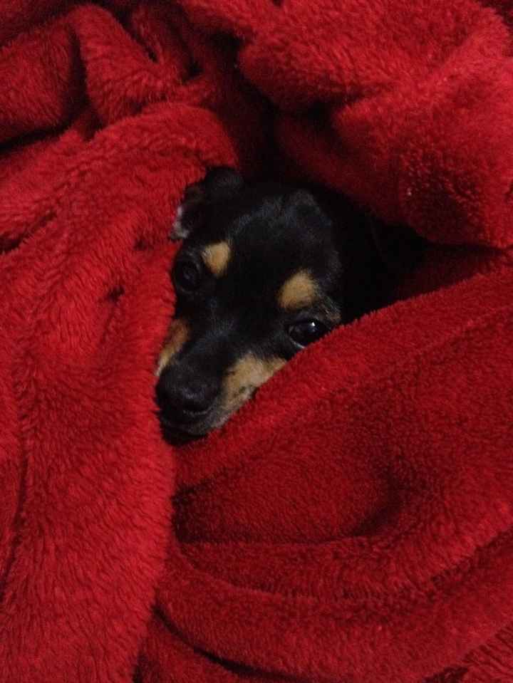 Filho Téo