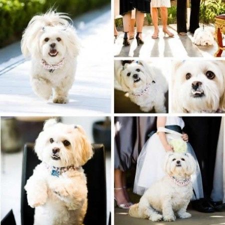 Seu cãozinho no casamento, porquê não?!