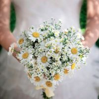 Margaridas e mosquitinhos