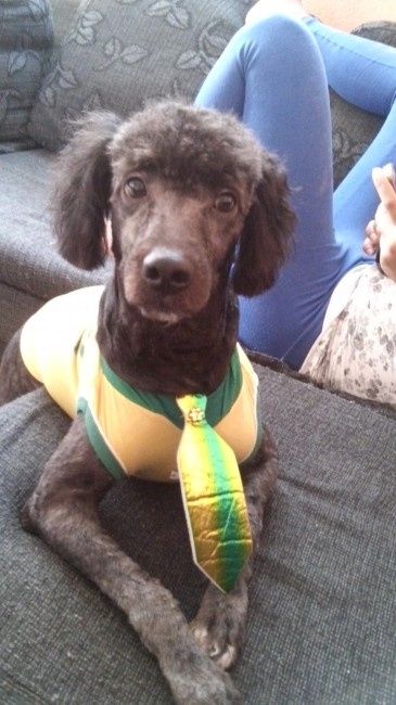 Ter um bichinho de estimação! - 1
