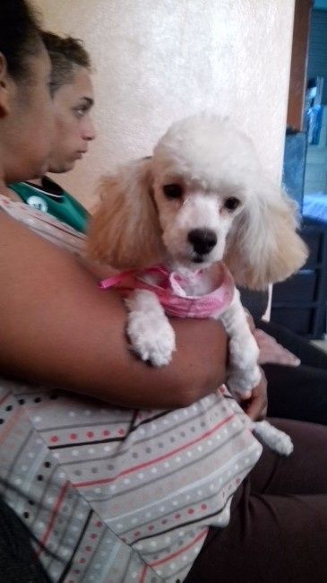Ter um bichinho de estimação! - 2