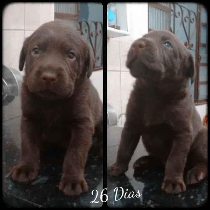 Toretto
