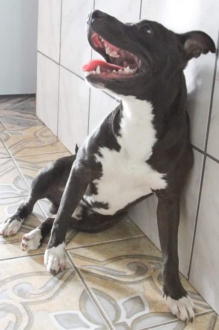 Esse é Hulk, nosso filhote.