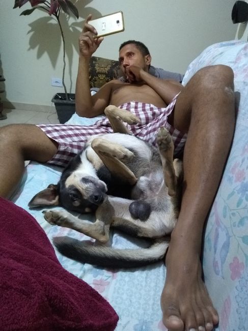 Com pet ou sem pet? 1
