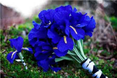 buque azul royal