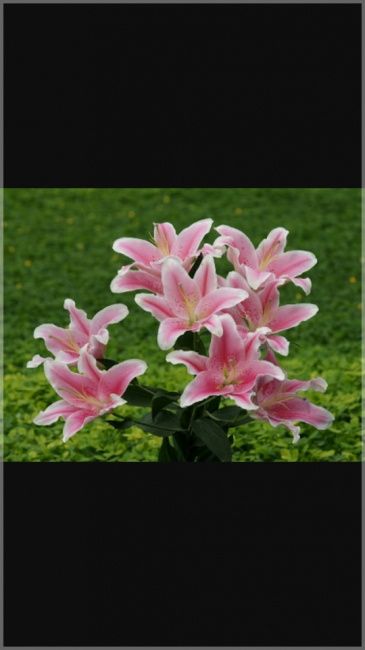 Qual nome desta flor - 1