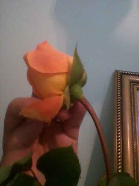 Melhores flores para buque  vermelho + fotos de buquês lindos - 1