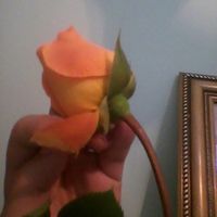 Melhores flores para buque  vermelho + fotos de buquês lindos - 1
