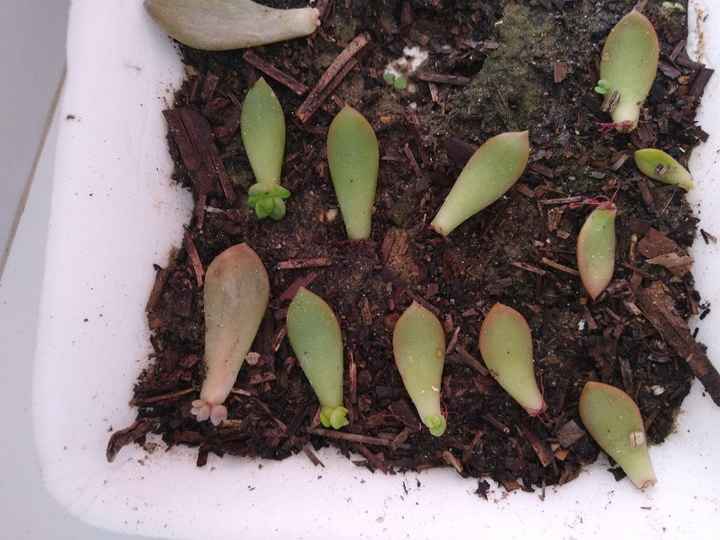 Diy: Lembrancinhas com cactos e suculentas - 3