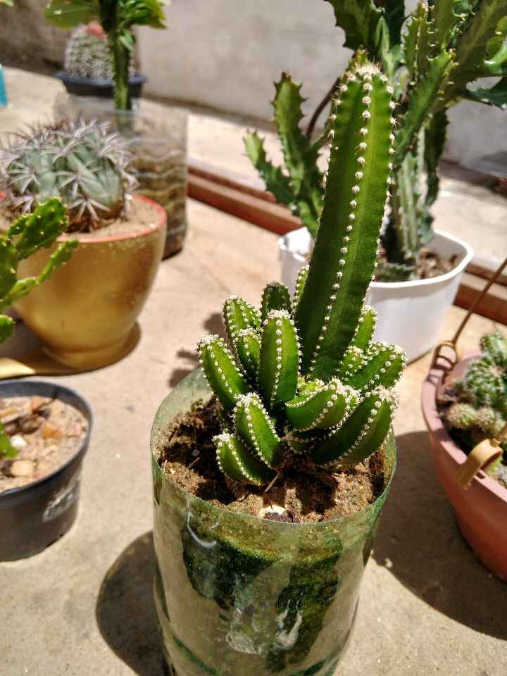 Diy: Lembrancinhas com cactos e suculentas - 4