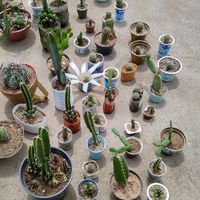 Diy: Lembrancinhas com cactos e suculentas - 1