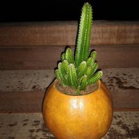 ÚLTIMO PASSO para ganhar 2 mimos para o dia C! - 1