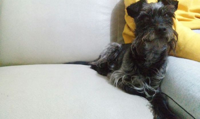 Gatinho! ops, Cachorrinho *-* 