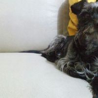 Gatinho! ops, Cachorrinho *-* 