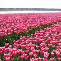 Ensaio em Holambra - 3