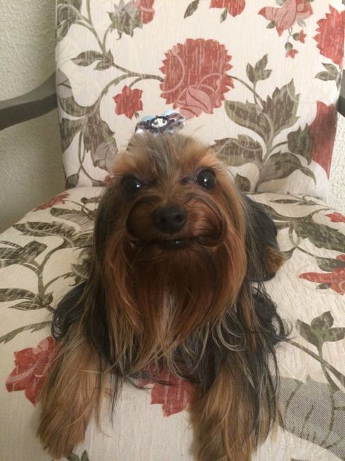 Pajem canino - 1
