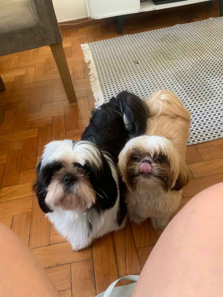 Cachorro participando da cerimônia? - 1