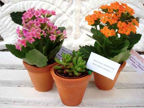 Mini Kalanchoe