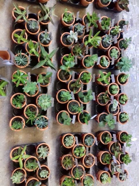  Minhas lembrancinhas...suculentas! - 3