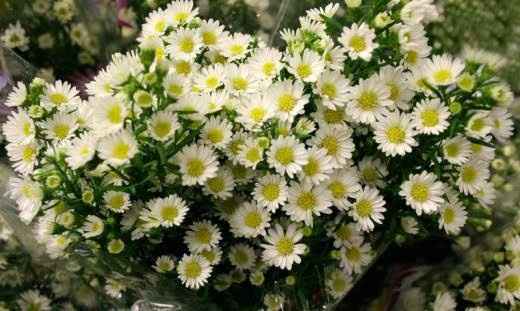 Flores para decoração. e agora???!!!! - 1