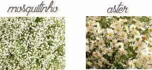 Aster e Mosquitinho