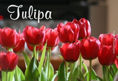  Lindas Tulipas.