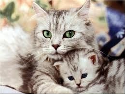 gatinhos como animais de estimação após o casamento...