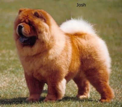 chow chow lindo!!