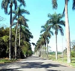 Lugares a se visitar em Sao Paulo jardim botanico