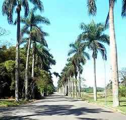 Lugares a se visitar em Sao Paulo jardim botanico