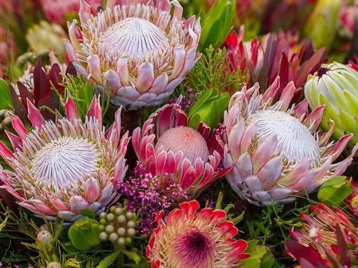 Protea 