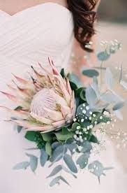 Protea 