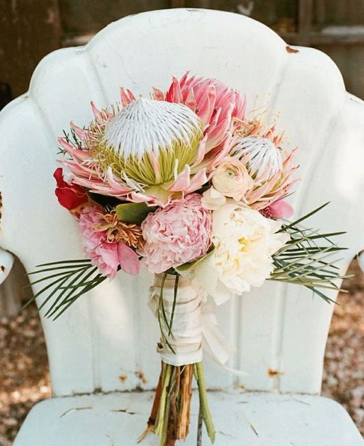 Protea 