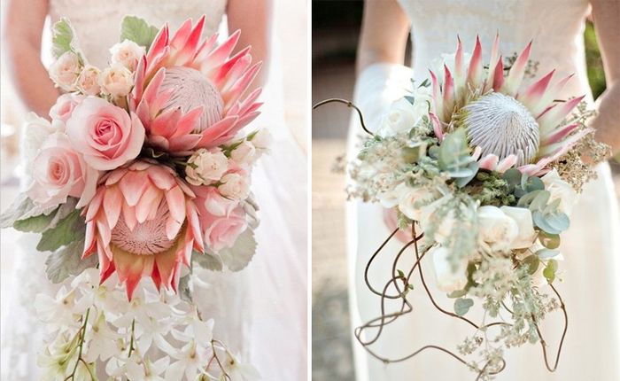 Protea