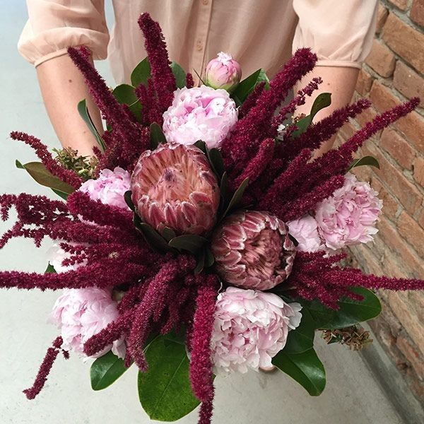 Protea 