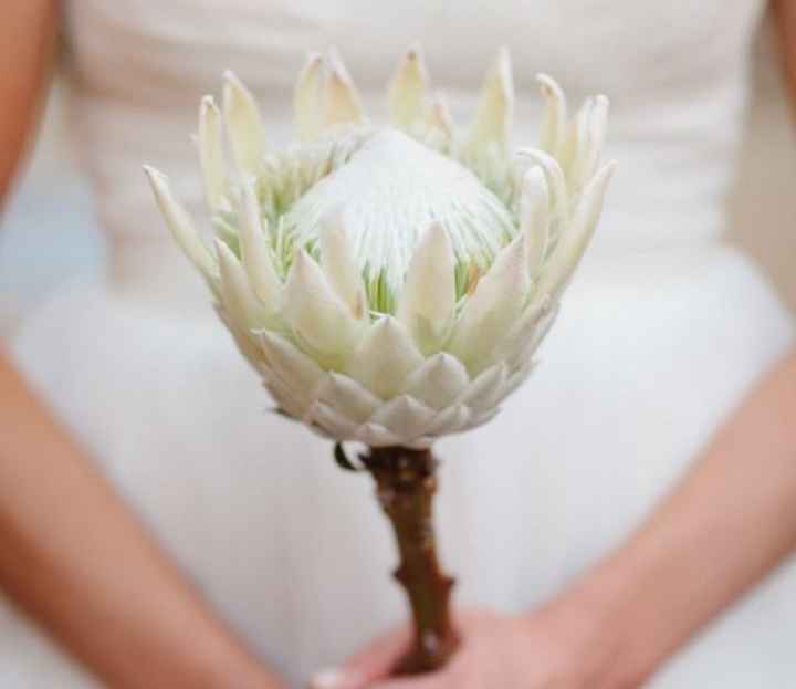 Protea 