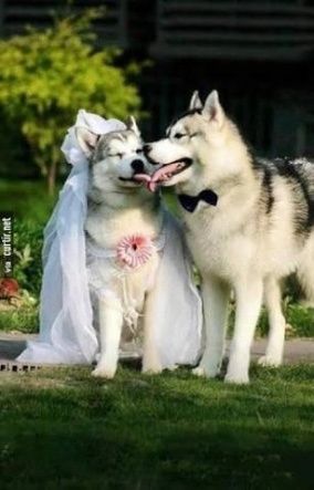 Bônus: ela eh mamãe de um husky. Fofura 