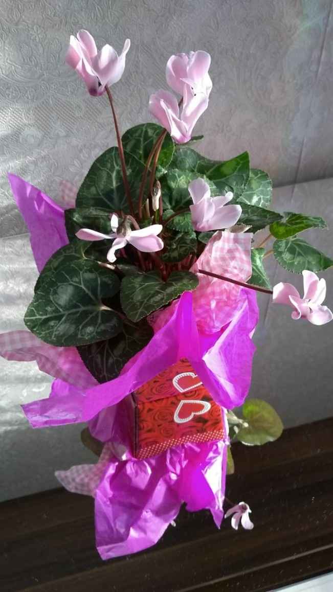 Minhas flores