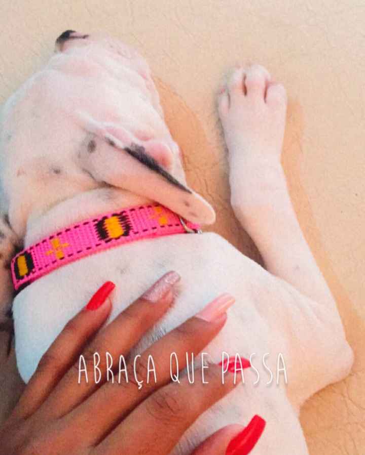 Já conversaram sobre… ter ou não ter pets? - 1